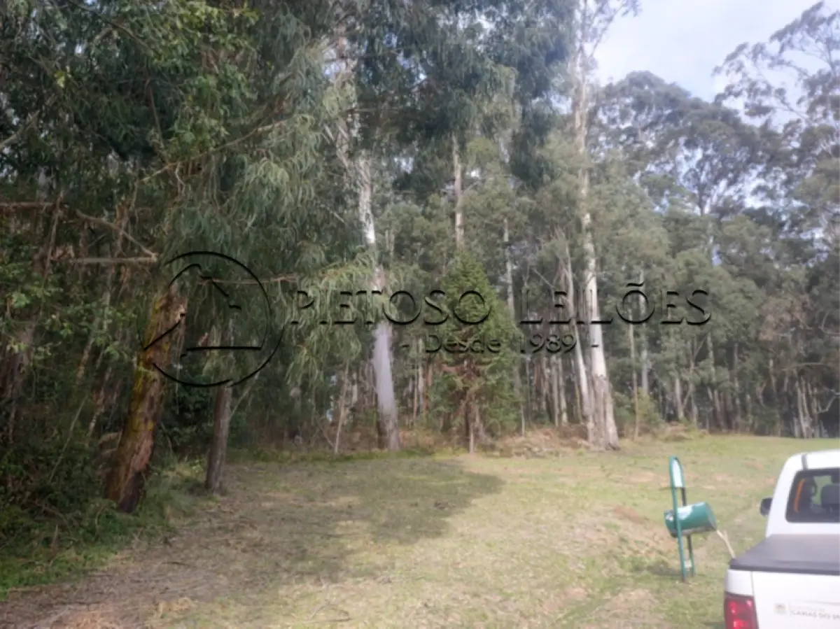 LOTE 100 - 932 EUCALIPTOS QUE OCUPAM 2,33 HECTARES DE TERRA