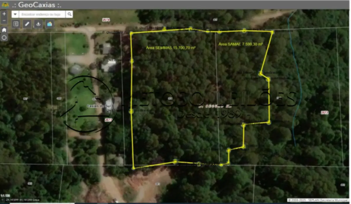 LOTE 100 - 932 EUCALIPTOS QUE OCUPAM 2,33 HECTARES DE TERRA